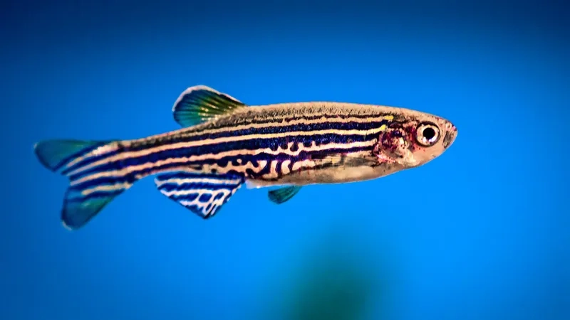 Cá sọc ngựa ăn gì thức ăn viên trùn nhỏ