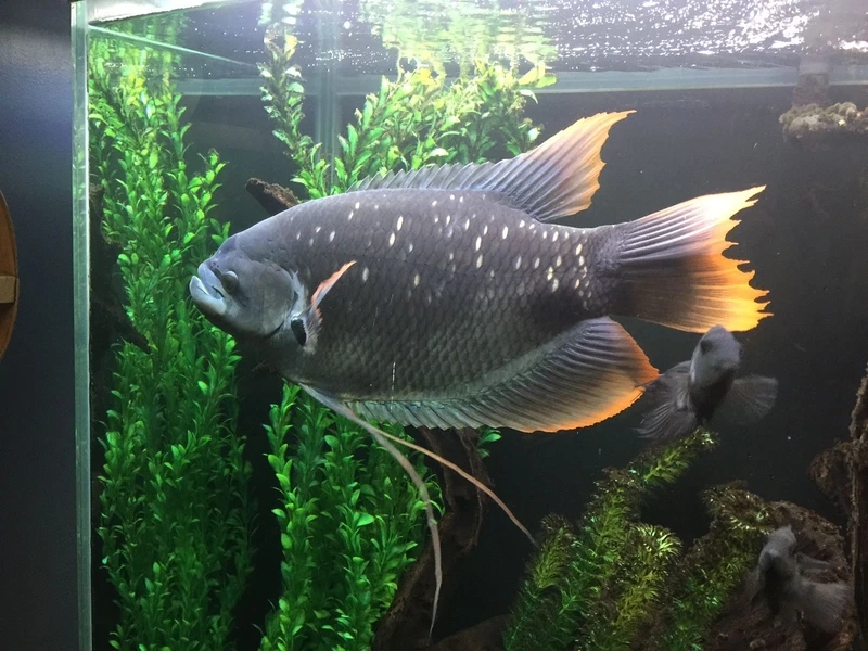 Đặc điểm nổi bật của cá Tài Phát