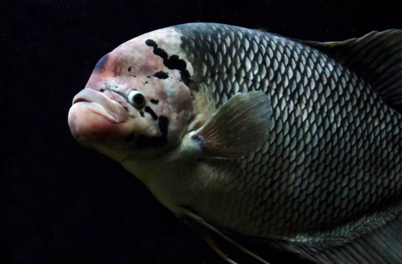 Chọn cá Tài Phát phong thủy hút tài lộc và may mắn