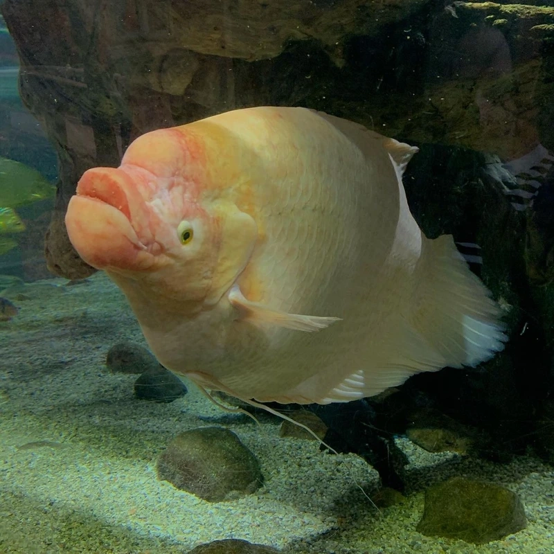 Ngắm cá Tài Phát đẹp bơi uyển chuyển và sinh động