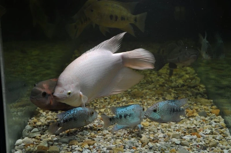 Ngắm cá Tài Phát tài lộc mang ý nghĩa thịnh vượng bể nuôi