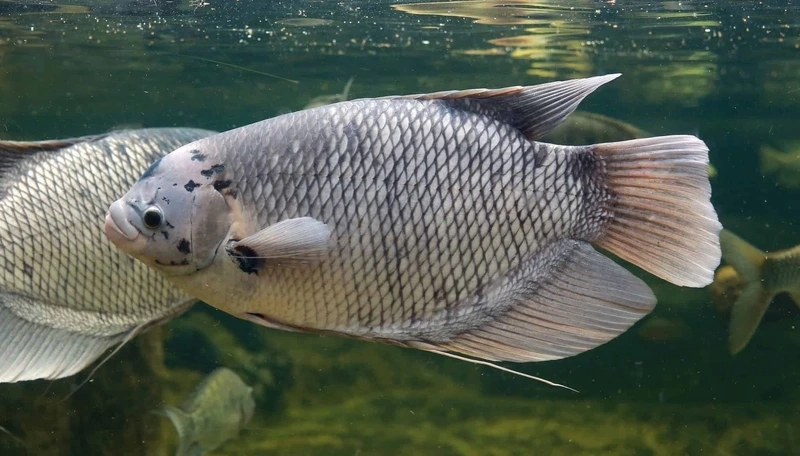 Chọn cá Tài Phát trong nhà trang trí không gian sống