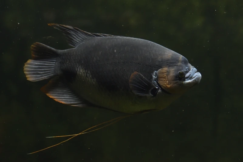 Nuôi cá Tài Phát văn phòng trang trí không gian làm việc