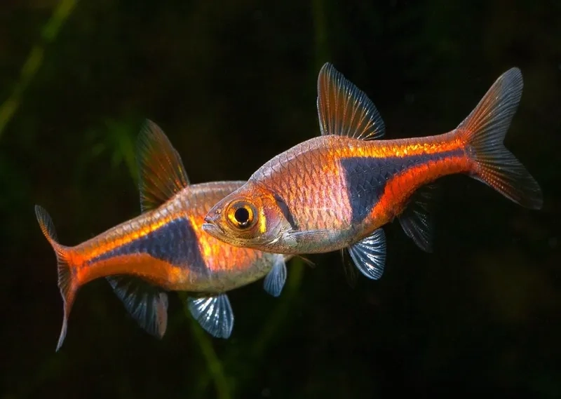 Tìm hiểu cá tam giác là gì trong hồ thủy sinh