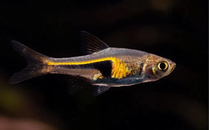 Hướng dẫn cách cá tam giác nuôi dễ thành công