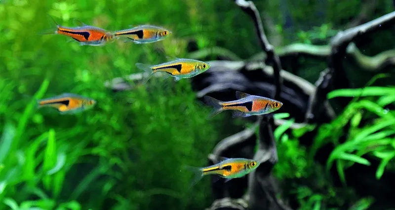 Trang trí hồ với cá tam giác thủy sinh rực rỡ