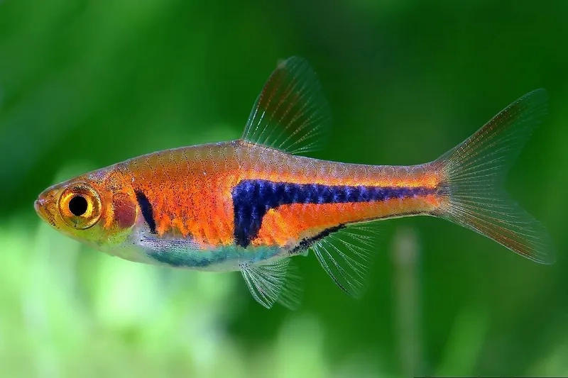 Tham khảo cá tam giác giá bao nhiêu hiện nay