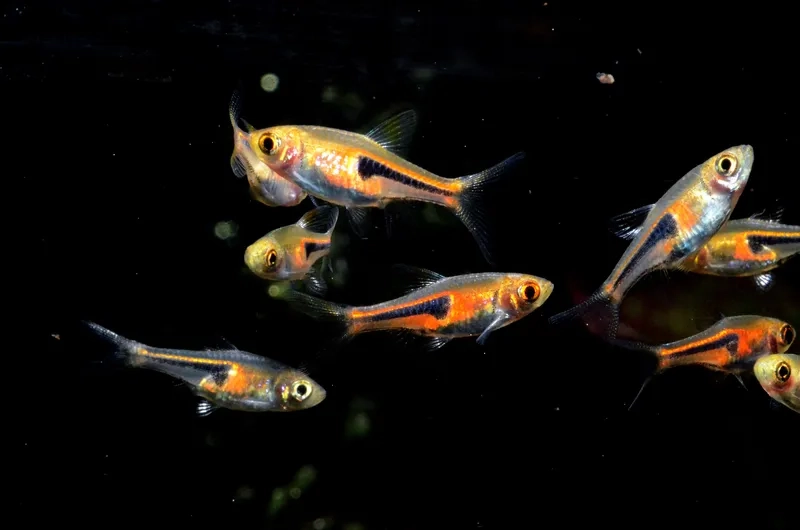 Khám phá cá tam giác ăn gì để khỏe mạnh