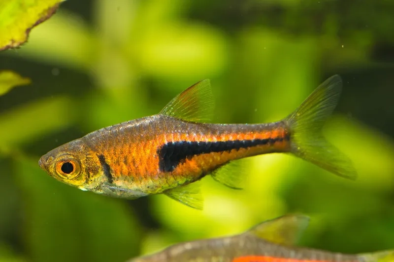 Khám phá cá tam giác vùng Đông Nam Á nguyên bản