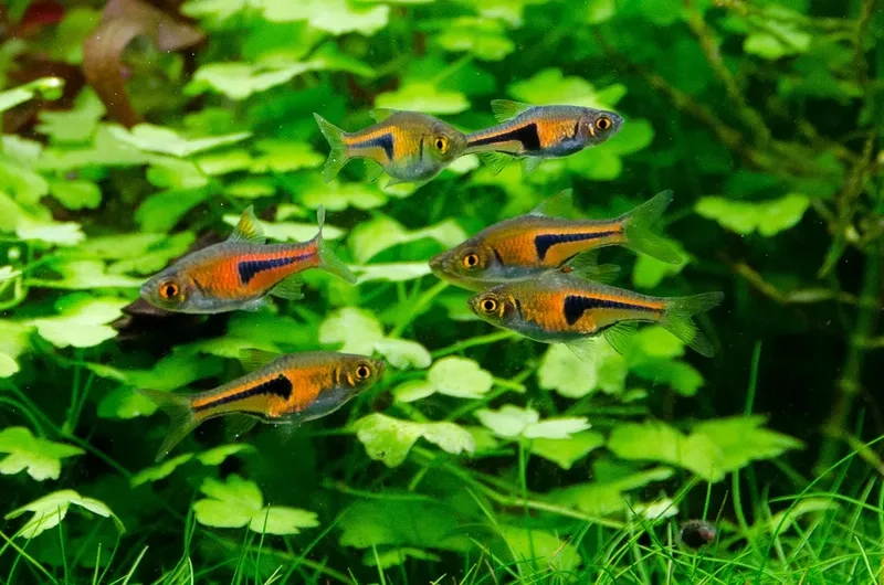 Xem cá tam giác bơi đàn thật sống động