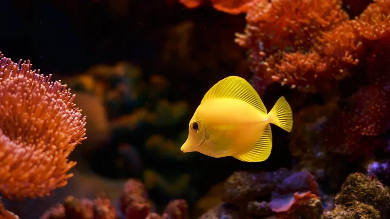 Khám phá ảnh Cá Tang sống động và rực rỡ