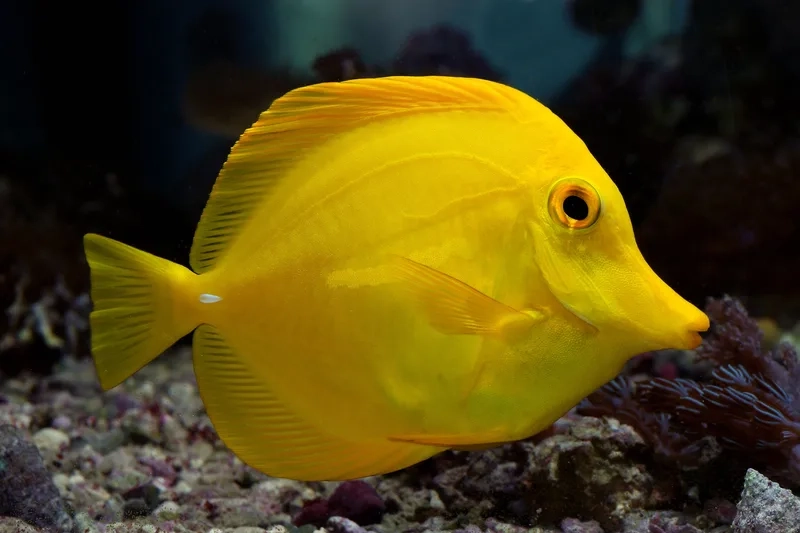 Tìm hiểu hình cá Tang ăn gì để chăm cá khỏe mạnh