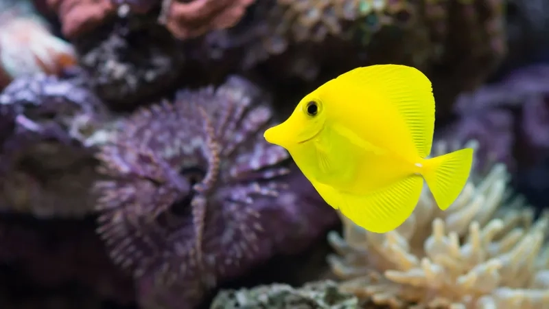 Khám phá ảnh cá Tang HD chi tiết từng chi tiết nhỏ