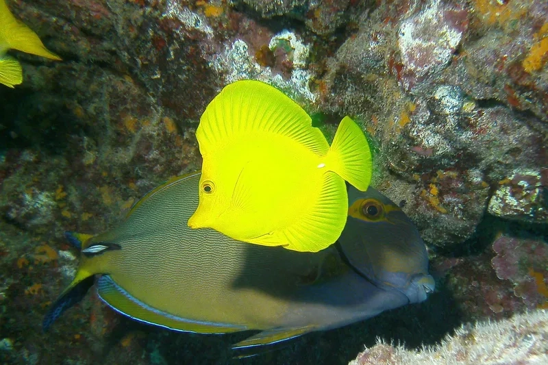 Ngắm ảnh cá Tang tự nhiên sống động như ngoài biển