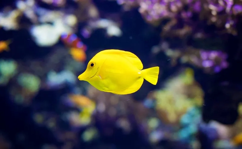 Thưởng thức ảnh cá Tang biển rực rỡ như đại dương