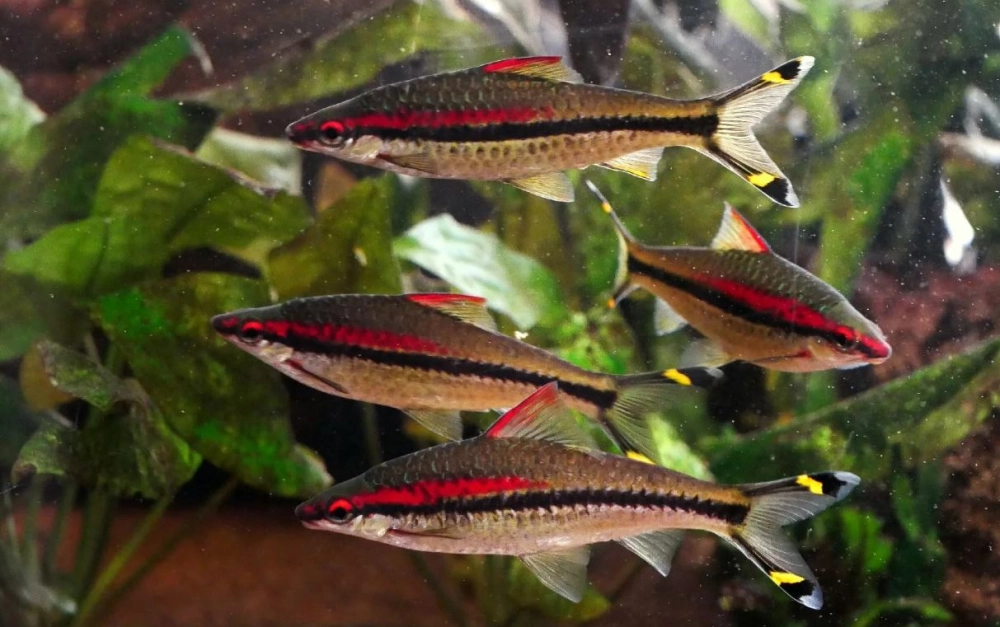 Cá tên lửa nổi bật thân dài bơi nhanh đầy uy lực