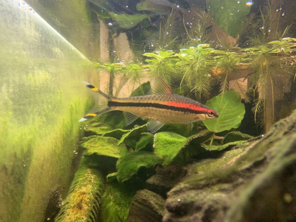 Cá tên lửa Ấn Độ gây ấn tượng với dáng thon độc đáo