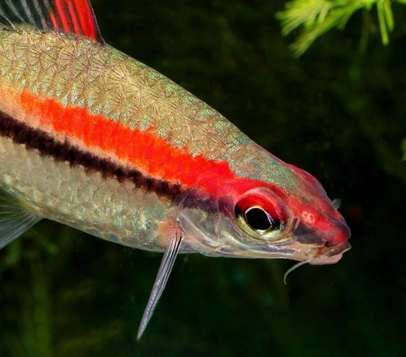 Nuôi cá tên lửa mang lại vẻ đẹp mạnh mẽ cho bể