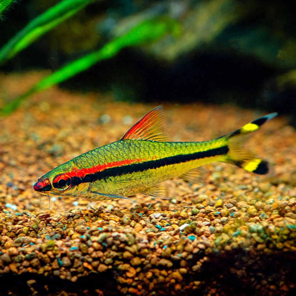 Kỹ thuật nuôi cá tên lửa cần không gian bể rộng