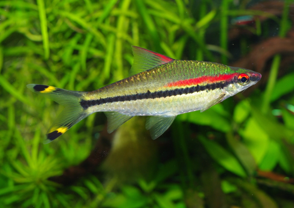 Cá tên lửa thủy sinh phù hợp bể lớn tự nhiên