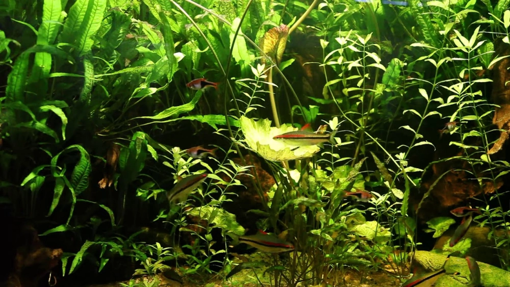 Cá tên lửa tiếng Anh được nhiều người tìm hiểu