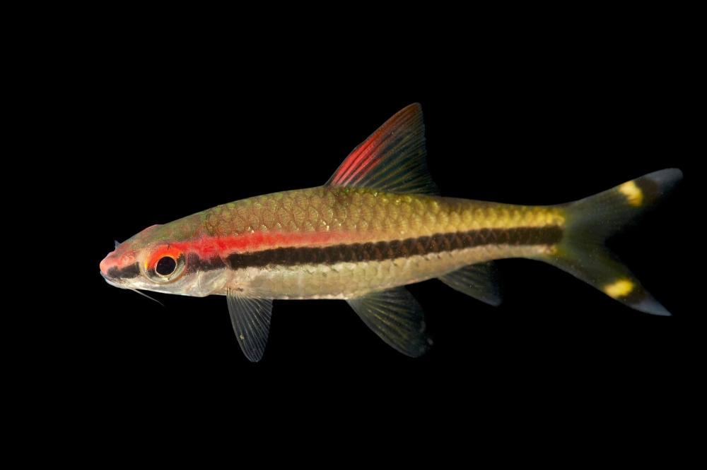 Cá tên lửa nuôi chung cá nào cần chọn loài phù hợp