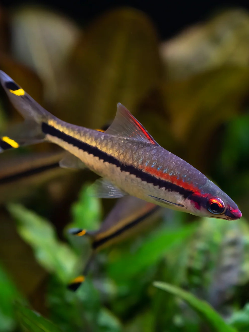 Kích thước cá tên lửa lớn dần theo điều kiện nuôi