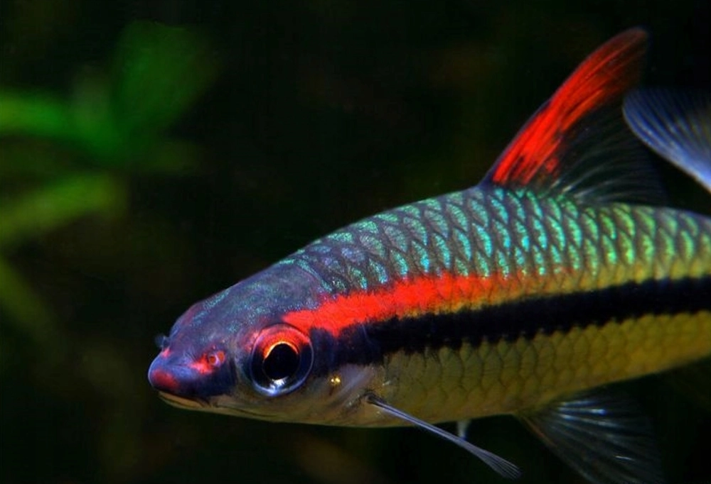 Hồ nuôi cá tên lửa cần dài rộng để cá bơi thoải mái