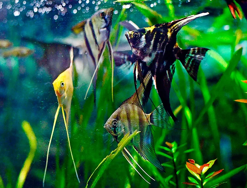 Bí quyết chăm sóc cá thần tiên thủy sinh khỏe mạnh