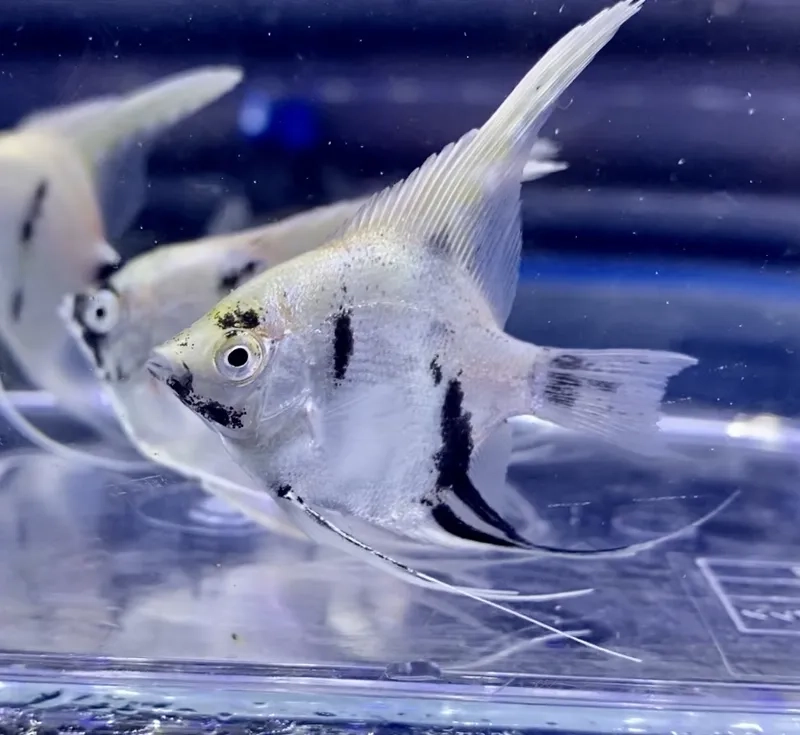 Khám phá cá thần tiên ăn gì để phát triển màu sắc