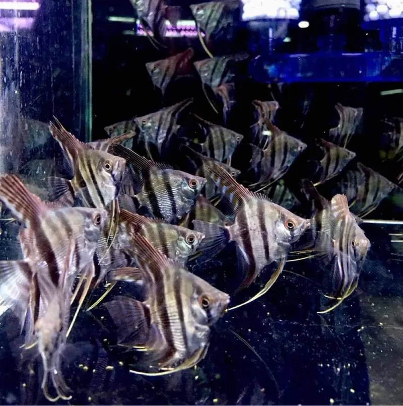 Tìm hiểu cá thần tiên là gì và đặc điểm nổi bật