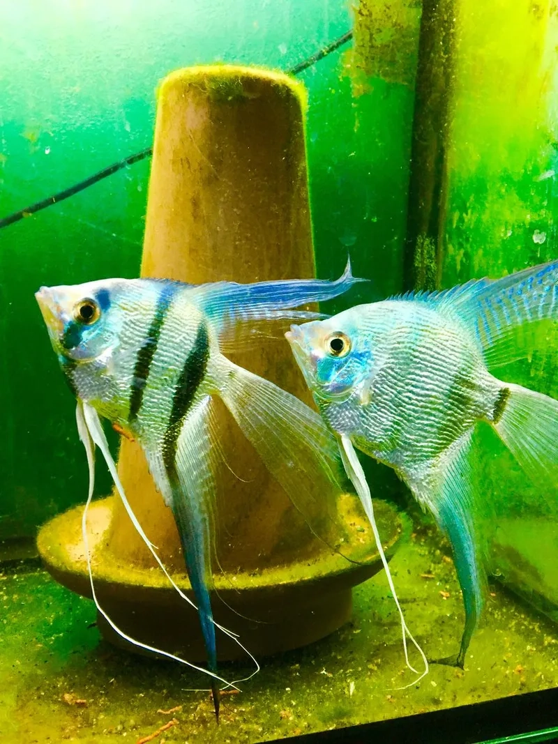 Xem thông tin chi tiết về cá thần tiên wiki dễ hiểu