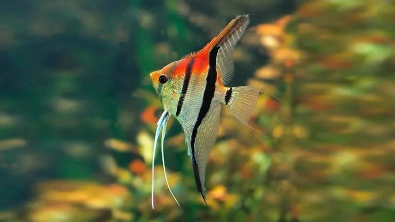 Khám phá cá thần tiên màu sắc rực rỡ và bắt mắt