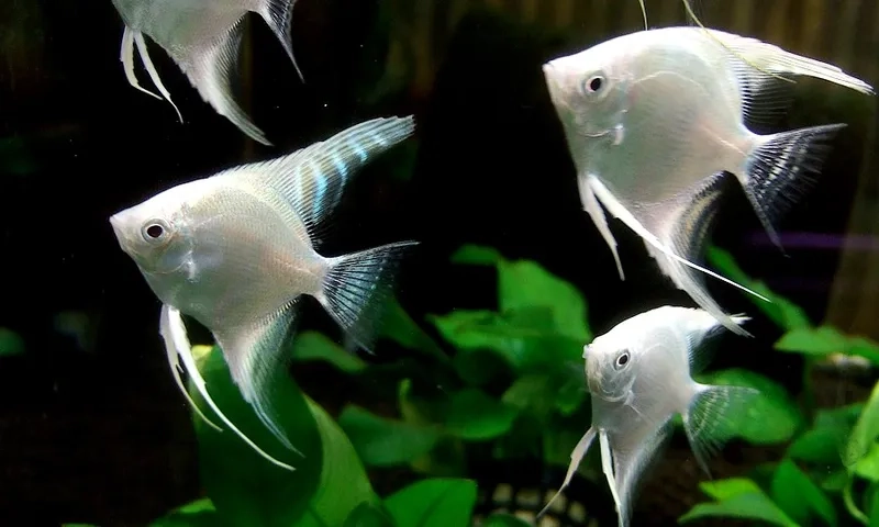 Hướng dẫn cá thần tiên chăm sóc đúng kỹ thuật