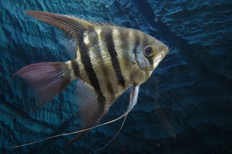 Bí quyết cá thần tiên tuổi thọ lâu và khỏe mạnh