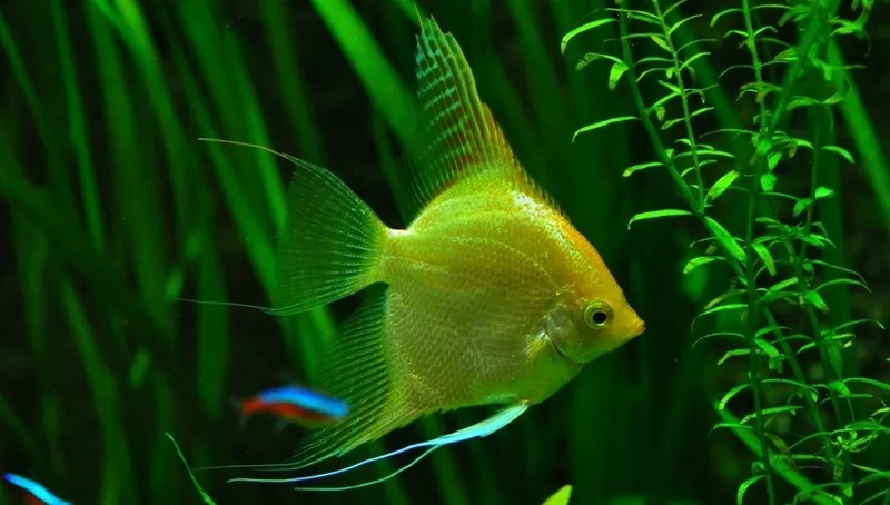 Ngắm cá thần tiên bầy đàn sinh động trong bể cá