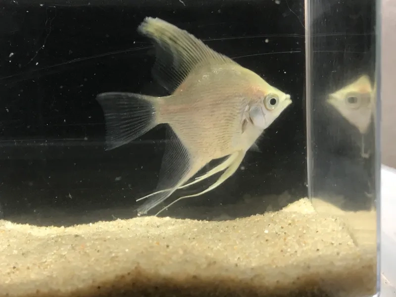 Khám phá cá thần tiên nguồn gốc và lịch sử loài