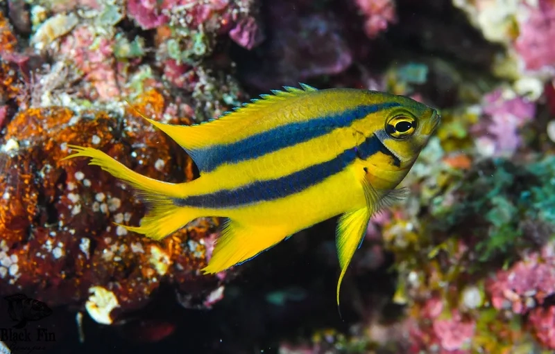 Ngắm chi tiết hình cá Thia đẹp nhất sống động