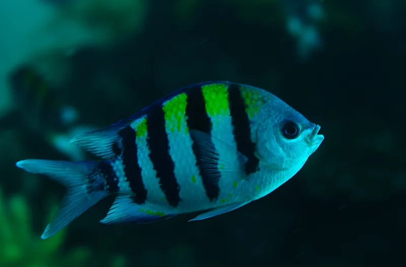 Khám phá thức ăn phù hợp cá thia ăn gì