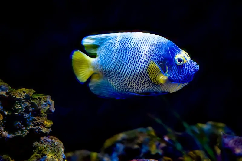 Tìm hiểu về cá angelfish tuyệt đẹp và dễ nuôi