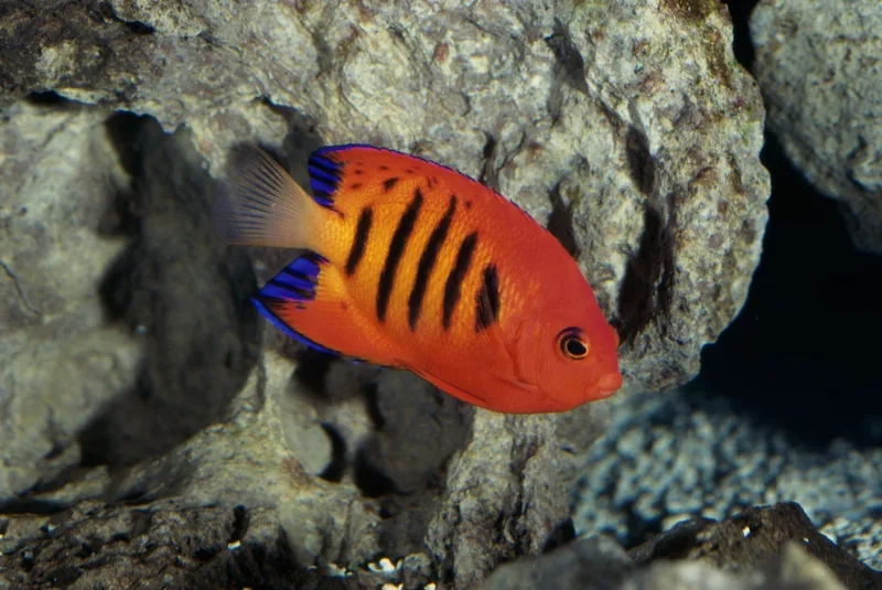 Tạo hình nền cá thiên thần rực rỡ cho màn hình của bạn