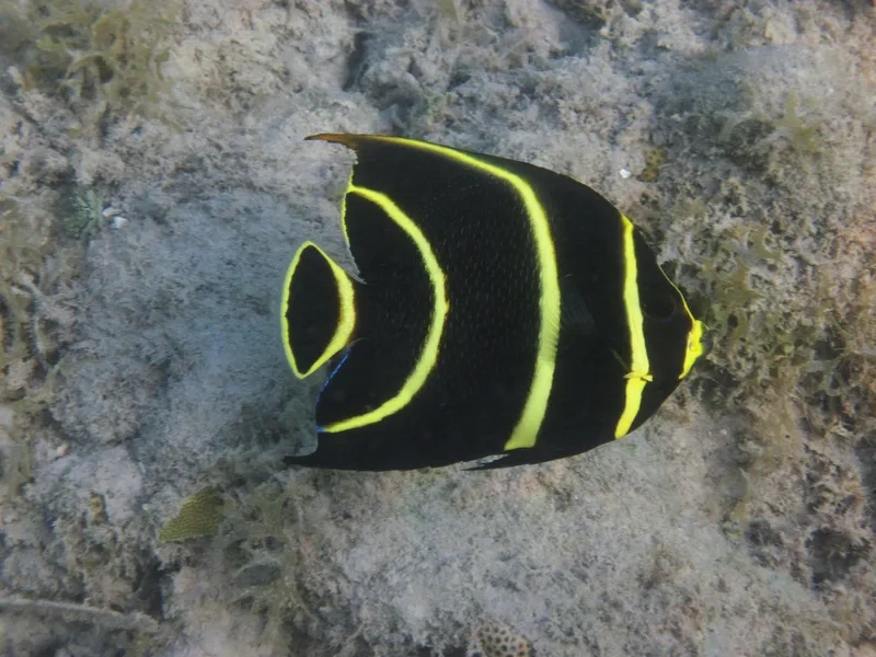 Tìm hiểu cá thiên thần ăn gì để nuôi khỏe và đẹp