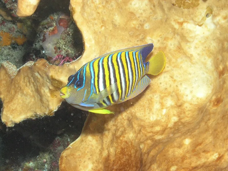 Chiêm ngưỡng ảnh thiên thần biển nghệ thuật sáng tạo và độc đáo