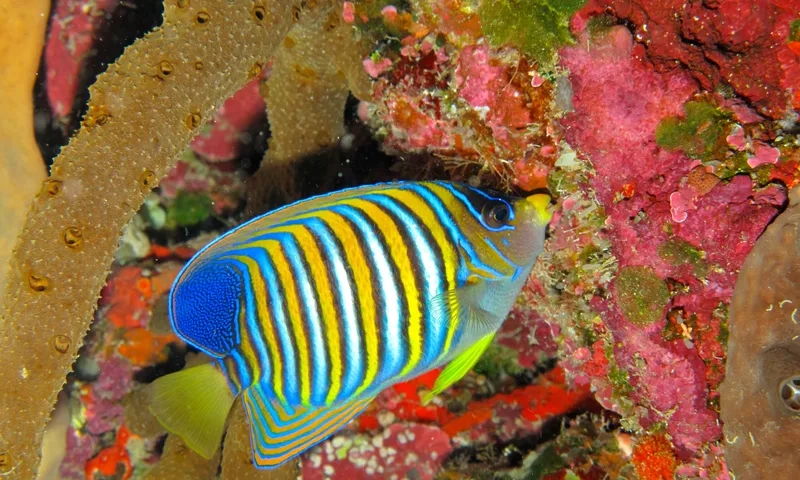 Ngắm hình thiên thần biển full sống động mọi góc bể