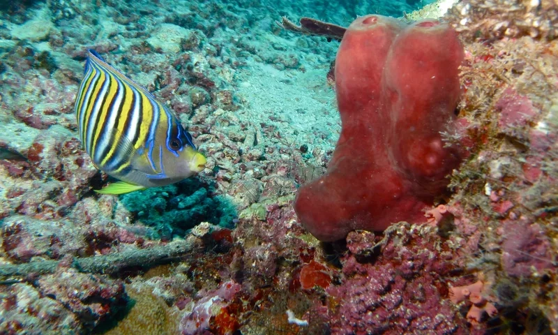 Thưởng thức hình thiên thần biển tự nhiên như ngoài đại dương