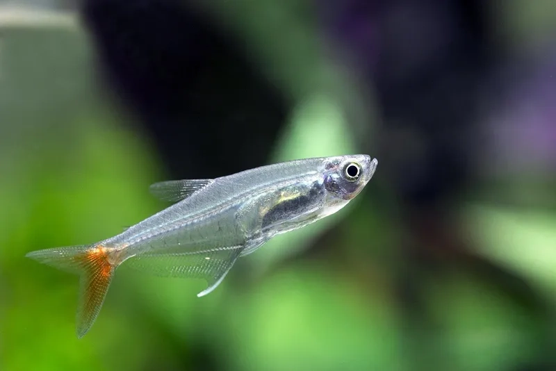 Cá thủy tinh phổ biến cho người mới chơi dễ chăm sóc