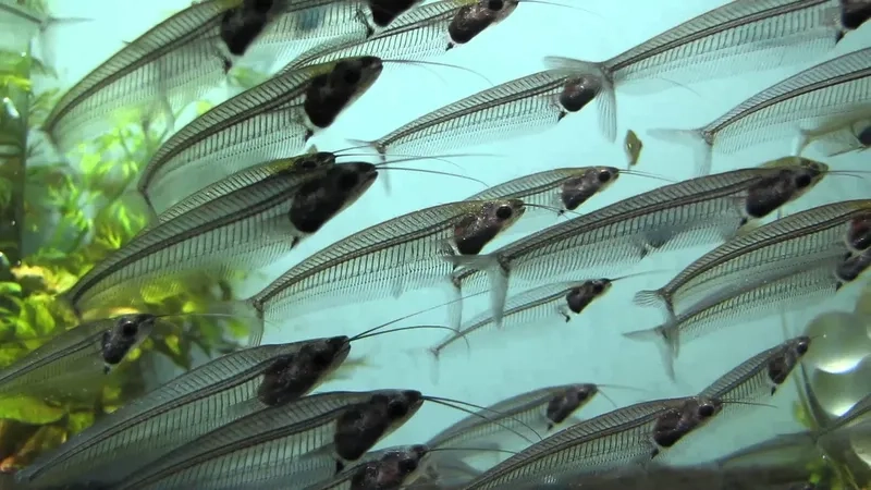 Cá thủy tinh cho người mới tạo bể kính đẹp và sống lâu