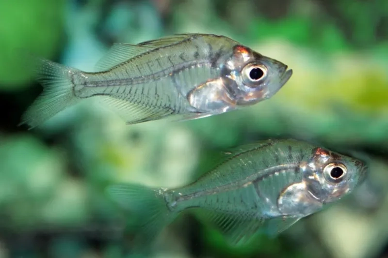 Cá thủy tinh trang trí bể kính mini thu hút ánh nhìn