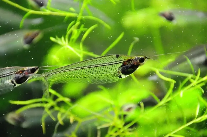 Cá thủy tinh sinh học nuôi chung dễ chăm trong bể kính