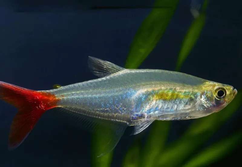 Ngắm cá thủy tinh tự nhiên trong suốt đầy hấp dẫn